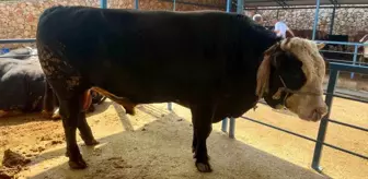 1 ton 300 kiloluk tosun 430 Bin TL'ye satıldı