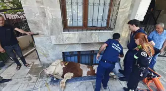 Karayolunda Boğa Kovaladı, Trafik Durdu