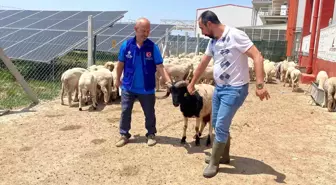 Cumhurbaşkanı Erdoğan'ın TDV'ye vekalet verdiği kurban Konya'da kesildi