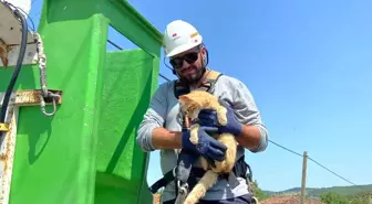 Kurban Bayramı'nda Mahsur Kalan Kedi Kurtarıldı